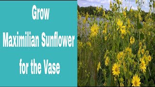 Maximilian Sunflower Growing Guide amp Pinching Tips  Drought Tolerant Perennial Cut Flower  Ep 51 [upl. by Mcguire163]