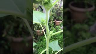 Plant Grow and Care for Sunflowers 6 Weeks Shorts [upl. by Spence]