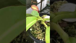 Nepenthes rajah x veitchii BE3730 [upl. by Aridaj931]