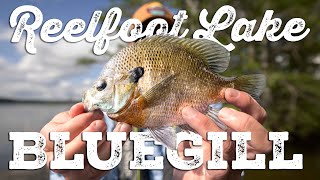 Catching Monster Bluegill  Reelfoot Lake [upl. by Yttak]