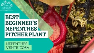 Best Beginners Nepenthes Pitcher Plant [upl. by Aislehc181]