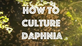 How To Culture Daphnia Magna [upl. by Catherin]