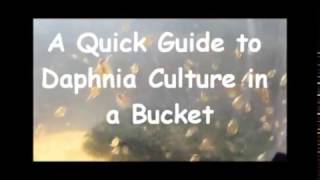 How to culture daphnia outside [upl. by Akehsal]