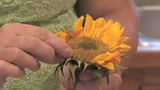 How to Grow Common Sunflower Helianthus Annuus [upl. by Dera]