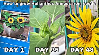 How To Grow Helianthus Annuus From Seed  Grow Sunflower At Home [upl. by Kcirb288]