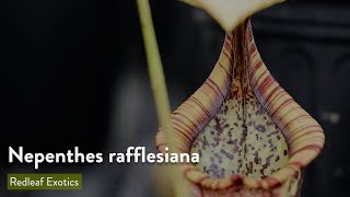 Nepenthes rafflesiana [upl. by Treblah]