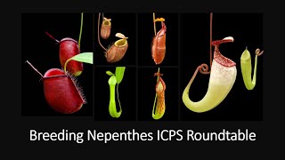 Breeding Nepenthes ICPS Roundtable [upl. by Nref]