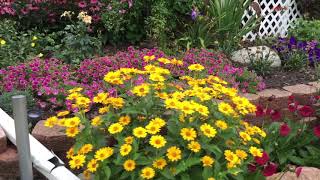 Perennial Sunflower Heliopsis Tuscan Sun  wwwgardencrossingscom [upl. by Egreog828]