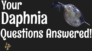 Daphnia Questions Answered [upl. by Catie499]