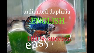 daphnia moina culture Easy way Unlimited production English  with sub Green water Chlorella [upl. by Kcid192]