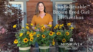 Monrovia  SunBelievable™ Brown Eyed Girl Helianthus [upl. by Bendix]