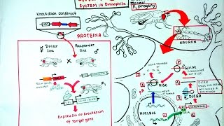 Gal4 UAS system in Drosophila [upl. by Krista869]