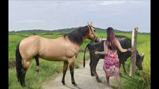 My sister training care her lovely horse in beginner 2021 [upl. by Adikram]