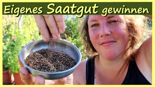 Eigenes Saatgut ernten aus dem Garten │ Saatgut [upl. by Hras]