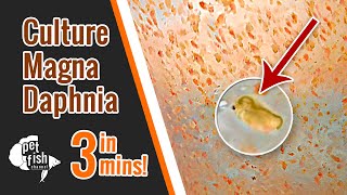 How to culture DAPHNIA MAGNA  The easy way [upl. by Jasmin]