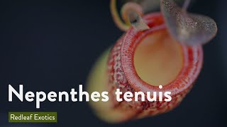 Nepenthes tenuis [upl. by Madelaine416]