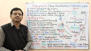 Diabetes Mellitus Part10 Mechanism of Action of Sulfonylurease  Antidiabetic Drugs  Diabetes [upl. by Venola135]