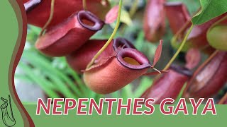 Quick Guide to NEPENTHES GAYA quotPitcher Plantquot [upl. by Itoyj]