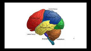 An Update on Treatment of Bipolar Depression [upl. by Burman972]