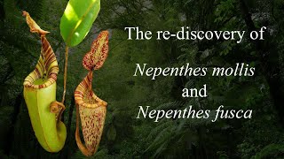 The rediscovery of Nepenthes mollis and Nepenthes fusca [upl. by Ermina]