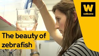 Science and beauty and the zebrafish  Wellcome [upl. by Atinal]