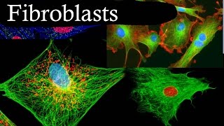 Fibroblasts In 3 Minutes [upl. by Theobald]