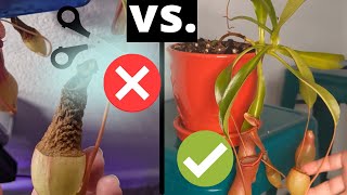 How to Trim Nepenthes Pitcher Plants and Promote Their Growth 🌿  Pruning Guide [upl. by Aisya]