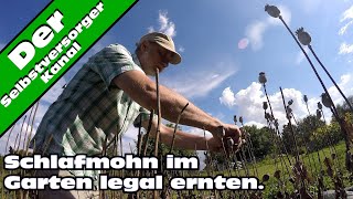 Schlafmohn im Garten legal anbauen Die Ernte [upl. by Aaronson204]