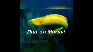 Thats A Moray parody of Dean Martins quotThats Amorequot [upl. by Down]