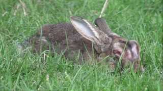 About Rabbit Myxomatosis [upl. by Spearing]