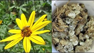 Harvesting Jerusalem Artichoke Tubers Helianthus tuberosus [upl. by Debee]