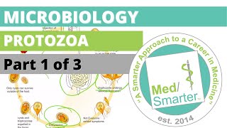 Protozoa  Microbiology  USMLE STEP 1  Part 1 of 3 [upl. by Jordanson477]