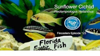 Sunflower Cichlid Neolamprologus Helianthus Fincasters Episode 123 [upl. by Khudari]