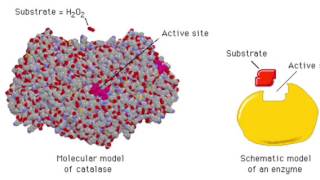 The Enzyme Catalase and How It Works [upl. by Rimaa]