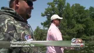 Reelfoot Gills [upl. by Lianna]