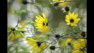 Plant Review Perennial Sunflower Helianthus angustifolius [upl. by Deutsch773]