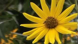 Minnesota Native Plant  Maximilian Sunflower Helianthus Maximiliani [upl. by Xet954]