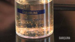 How to Care for Daphnia [upl. by Marijn]