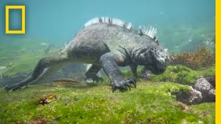 Swim Alongside a Galápagos Marine Iguana  National Geographic [upl. by Tressia260]