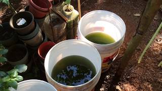 How to grow Green Water Algae [upl. by Nosned162]