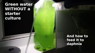 Green Water WITHOUT a Starter Culture  From Scratch  How To [upl. by Noevart]