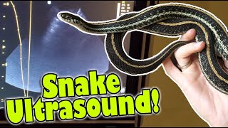 My Snake gets an Ultrasound to see if shes Gravid [upl. by Edivad354]