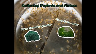 How To Culture Daphnia and Moinas using Green Water Spirulina powder [upl. by Winni]