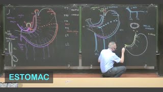 Anatomie de lestomac Abdomen 1 [upl. by Tanner787]