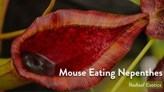 5 Nepenthes That Eat Mice [upl. by Neeloj45]