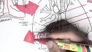 Respiratory System  Overview [upl. by Yanal]