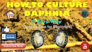 HOW TO CULTURE DAPHNIA In Easy Way [upl. by Bernita461]