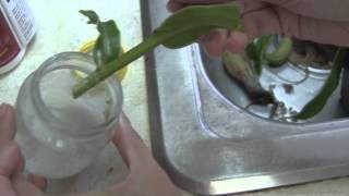 Propagating Nepenthes Through Cuttings [upl. by Issie]