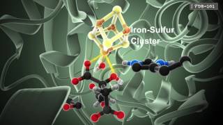 How Enzymes Work from PDB101 [upl. by Atinaw827]